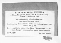 Image of Ochrolechia microstictoides